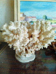 Petit corail blanc